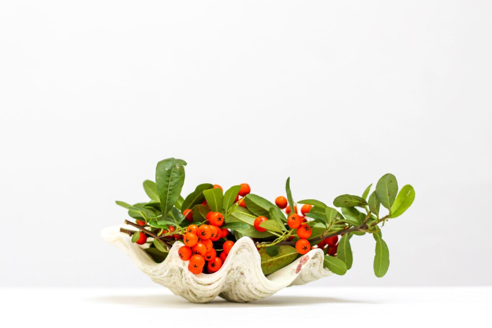 1 Simple & clean decoration shell plants