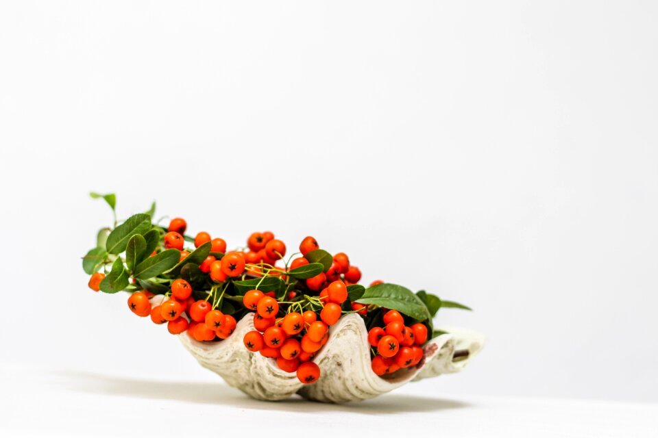 3 Simple & clean decoration shell plants