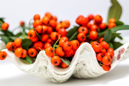 5 Simple & clean decoration shell plants