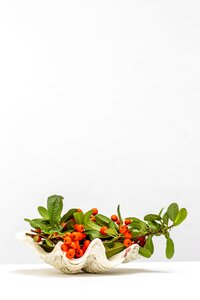 6 Simple & clean decoration shell plants