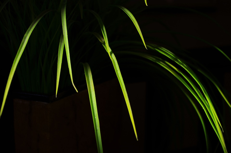 Indoor plant green grassy photo