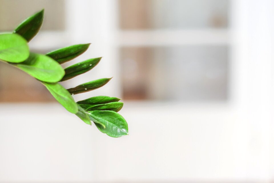 green plants decoration