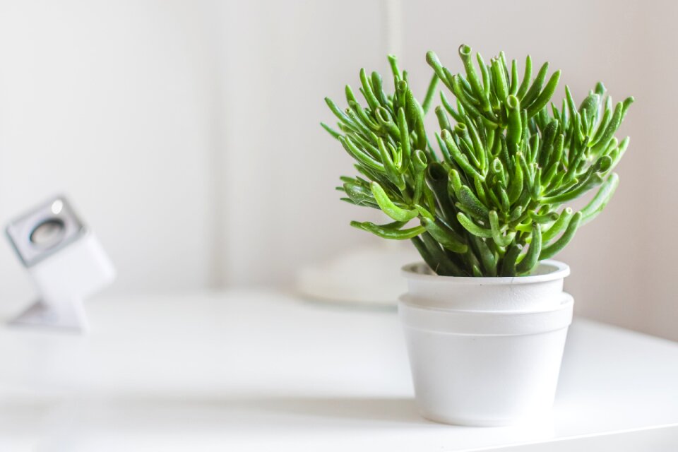 work space green plants photo