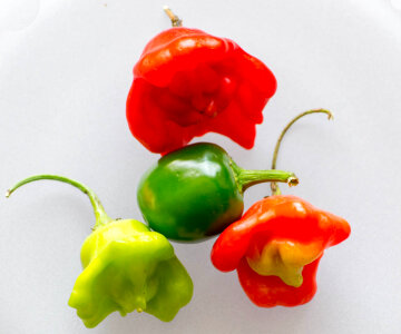Mini chili peppers photo