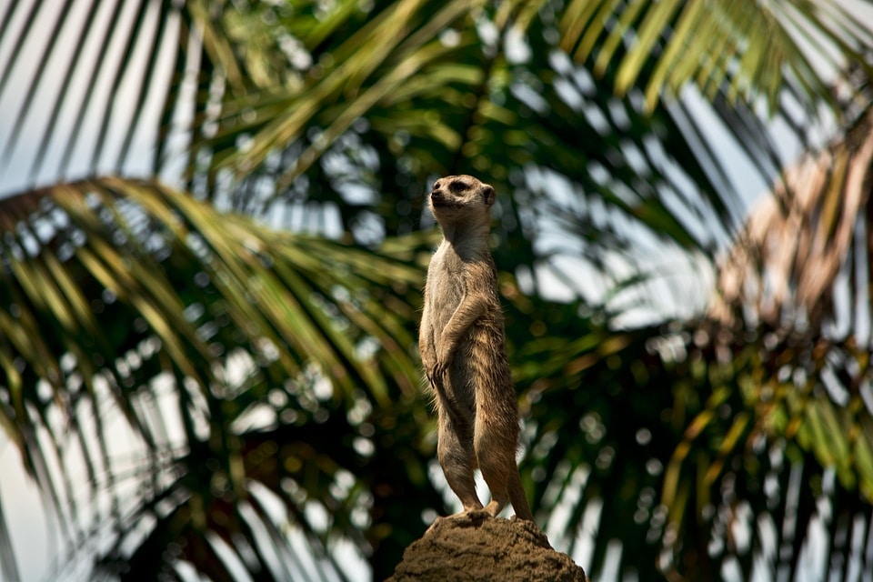 Wild zoology mammal