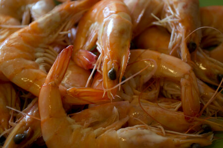 Shrimps ready to be cooked photo