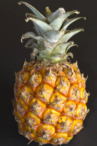 Miniature pineapple fruit photo
