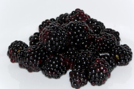 Fresh blackberries on white background photo