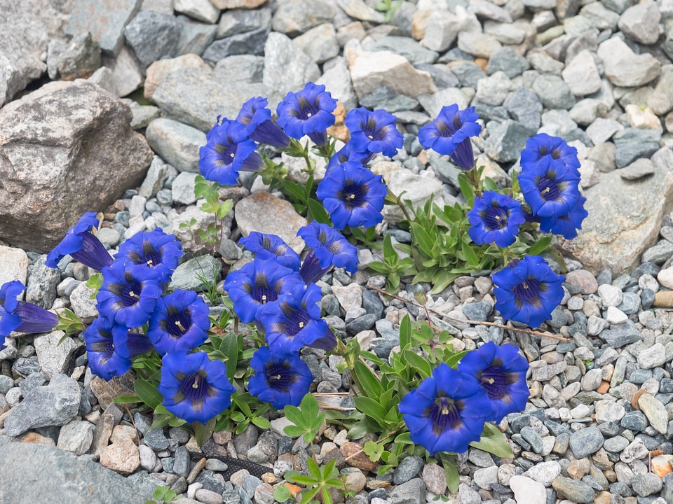 Mountain flower flowers alpine flower