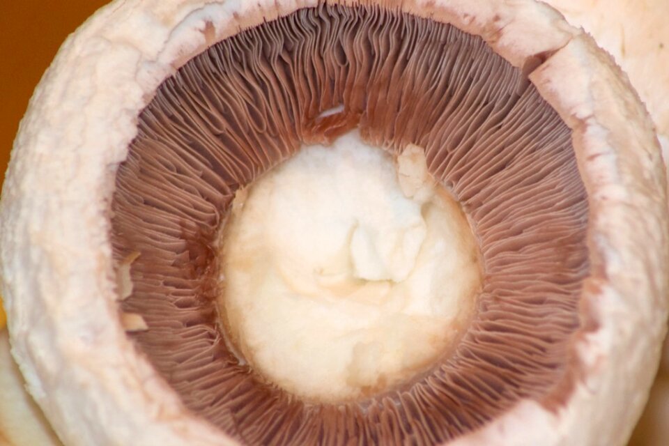 Mushroom gills close up photo