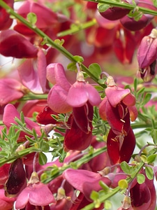 Plant spartium scoparium l genista scoparia