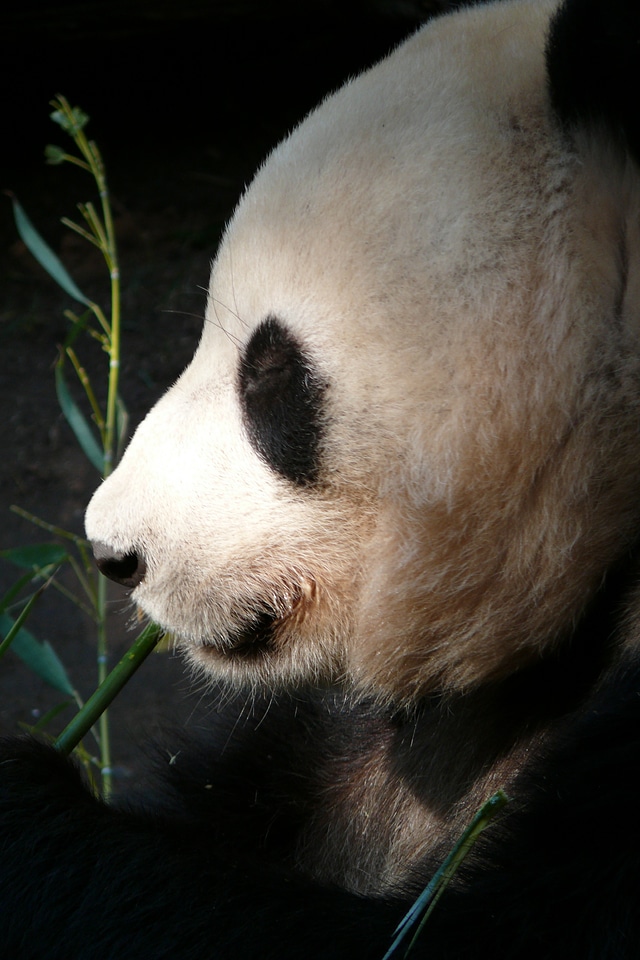Panda mammals mammal