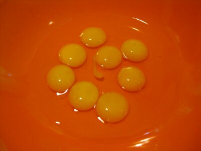 Quail egg yolks photo