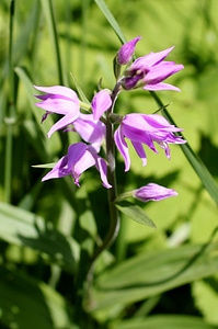 Orchid wild flower pink