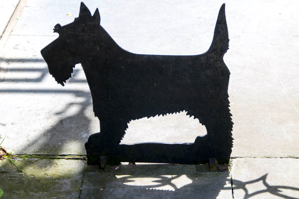 Miniature Schnauzer cutout