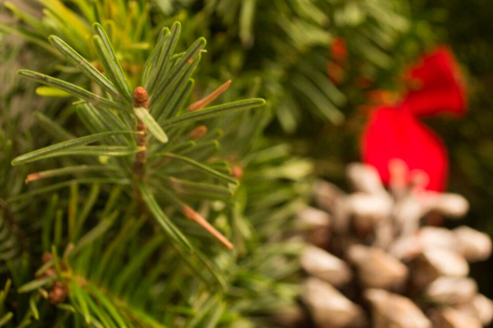 Christmas tree branch photo