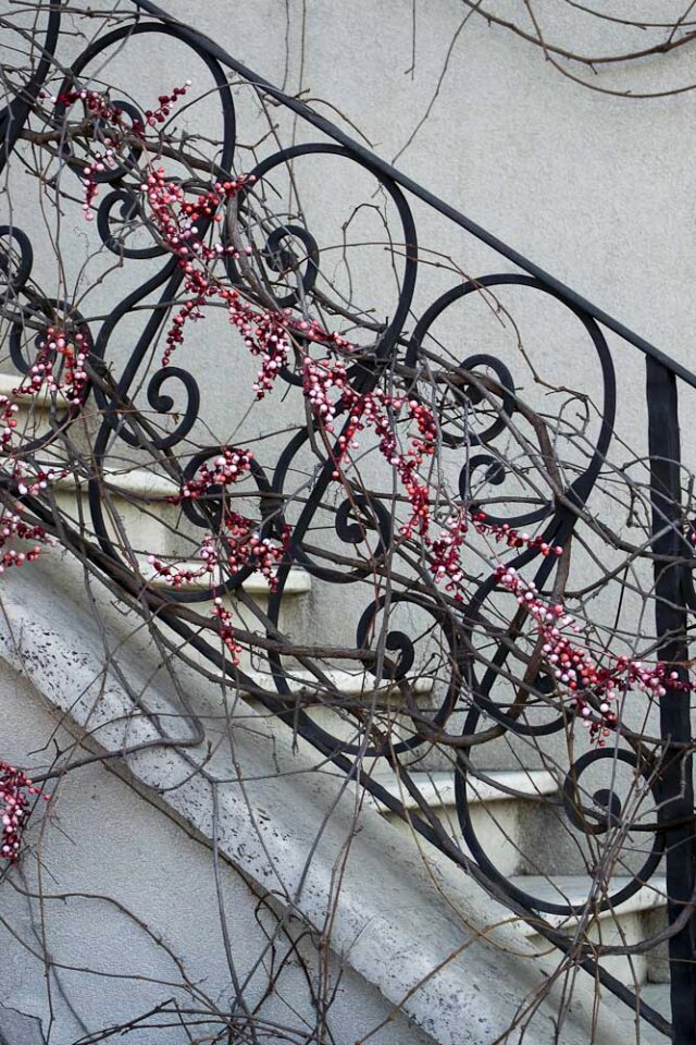 Climber plant on railing