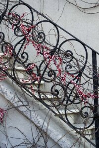Climber plant on railing