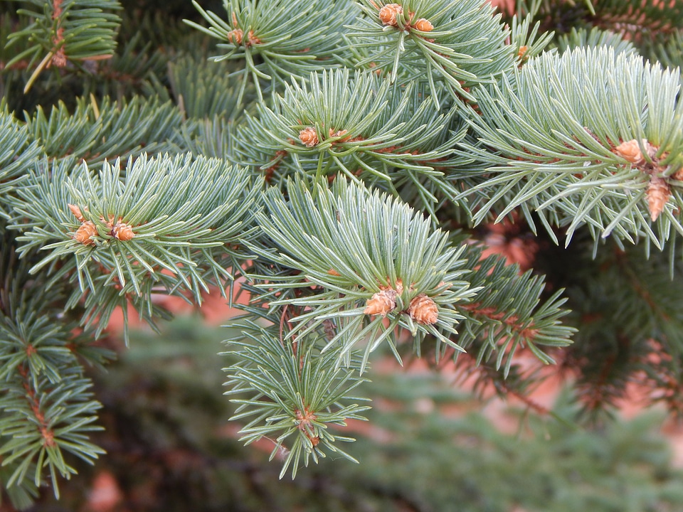 Pine holiday branch