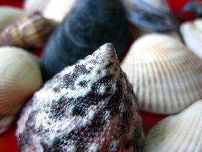Conic sea shell photo