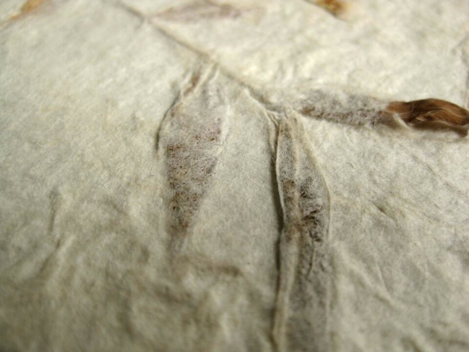 Pressed leaf on book cover