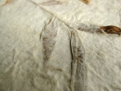 Pressed leaf on book cover