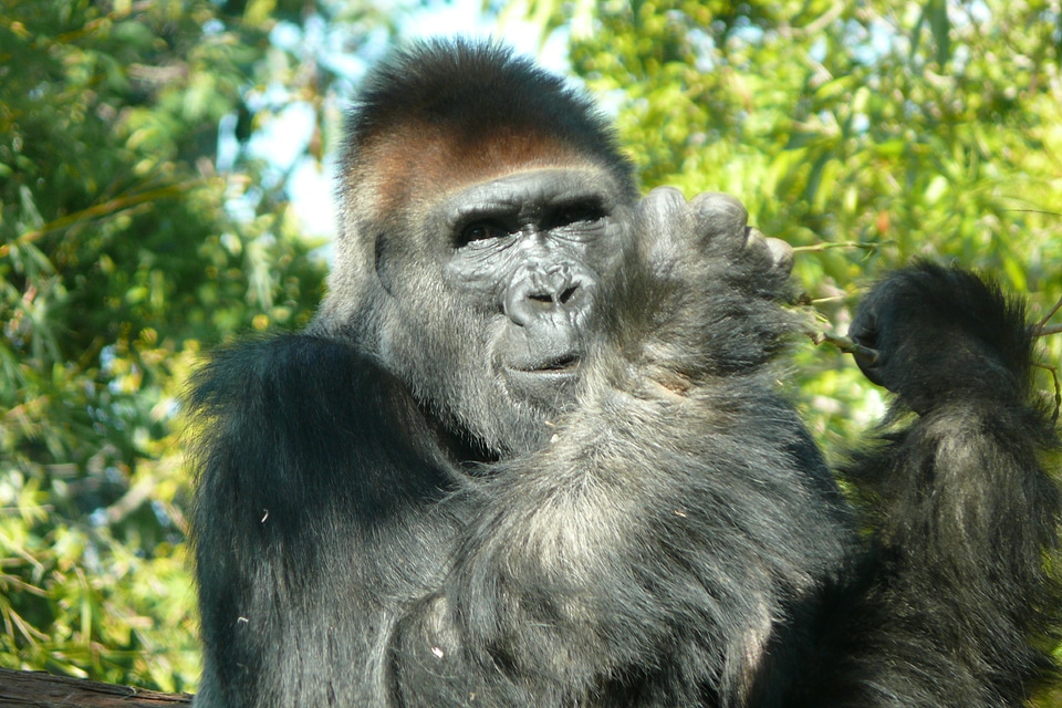 Gorilla monkey monkeys
