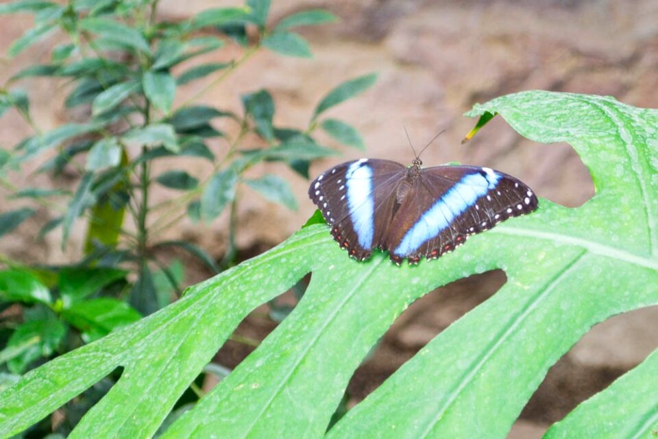 Morpho Achilles butterfly