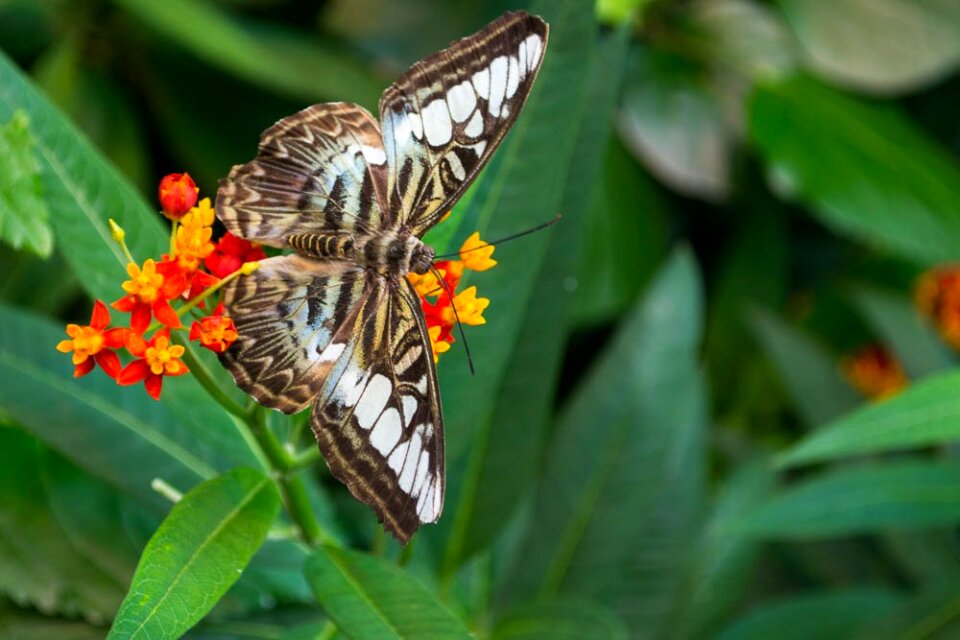 Blue clipper butterfly