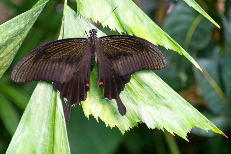 Swallowtail butterfly photo