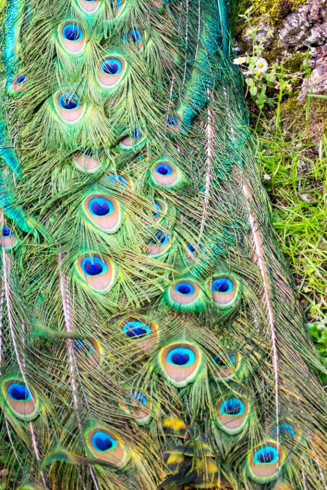 Eyespots on peacock train feathers