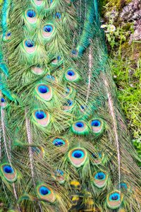Eyespots on peacock train feathers photo