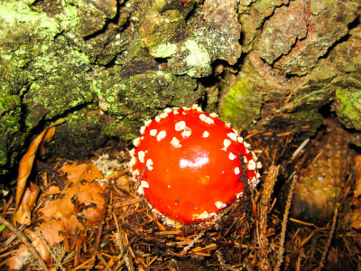 Toadstool mushroom photo