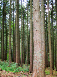 Mountain pine tree forest photo