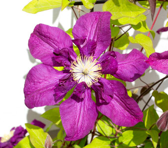 Dark purple Clematis flower