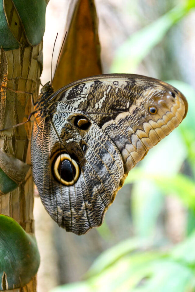 Caligo Memnon buttefly
