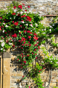 Flower vine on brick wall photo