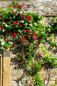 Flower vine on brick wall