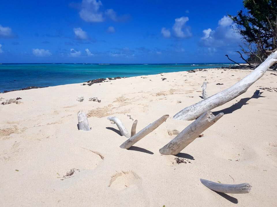 Dried tree sunk in sand