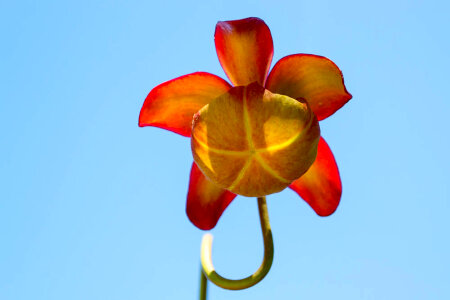 Flower of a pitcher plant photo