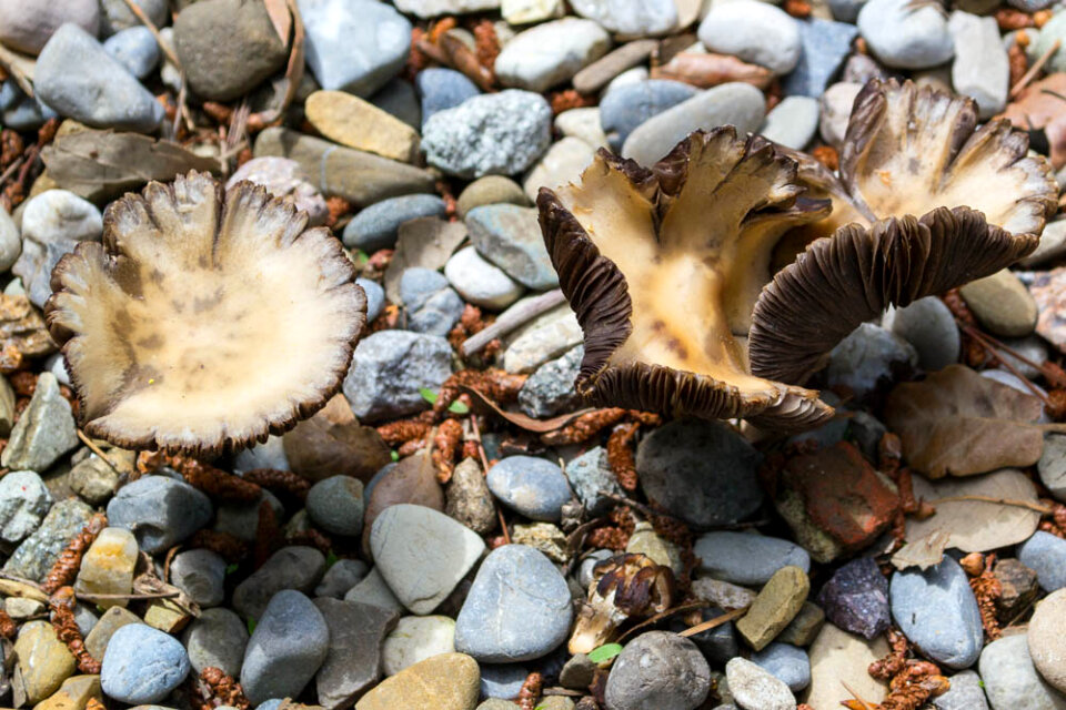 Fungi on pebbled alley