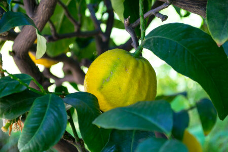 Bergamot orange fruit photo