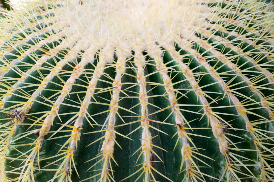 Golden barrel cactus crown and spines