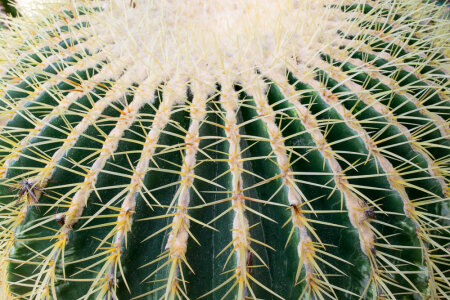 Golden barrel cactus crown and spines photo