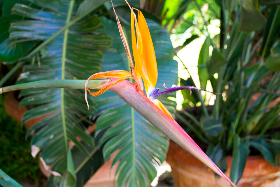 Bird of paradise flower