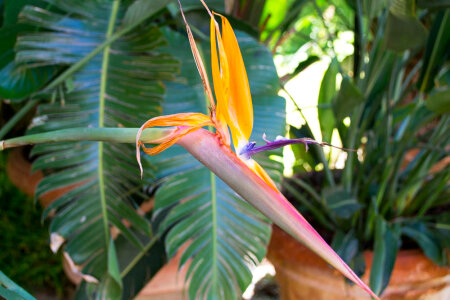 Bird of paradise flower photo