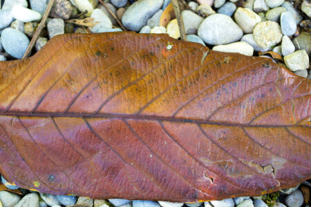 Rusty fallen leaf
