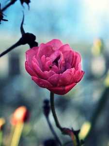 Pink close up wild flower photo