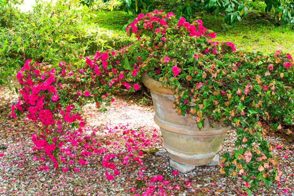 Pink shrub in large amphora