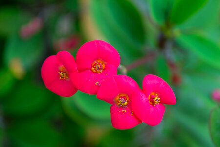 Crown of Thorns Plant photo